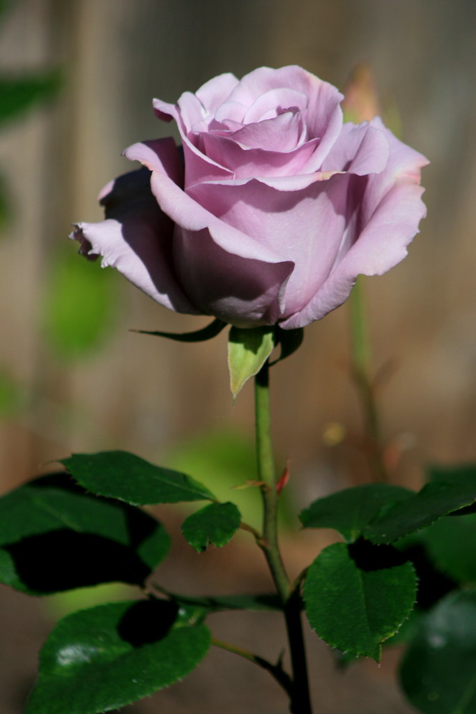 Sterling Silver Rose One of our roses in the rose garden. … Flickr
