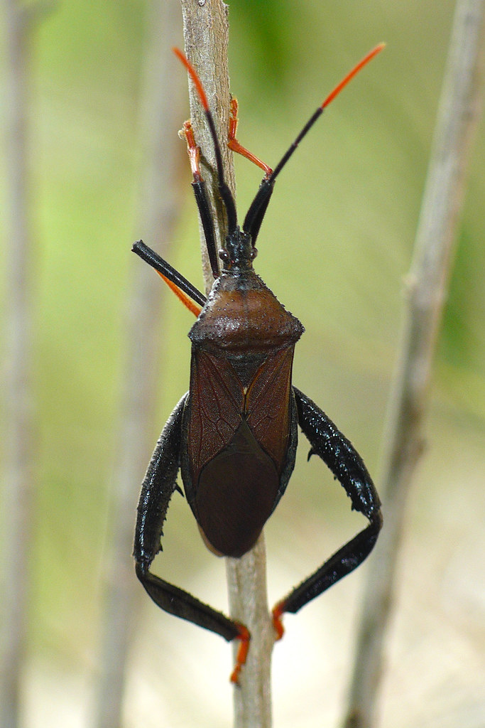 Giant Agave Bug (Acanthocephala thomasi) A Giant Agave Bug… Flickr