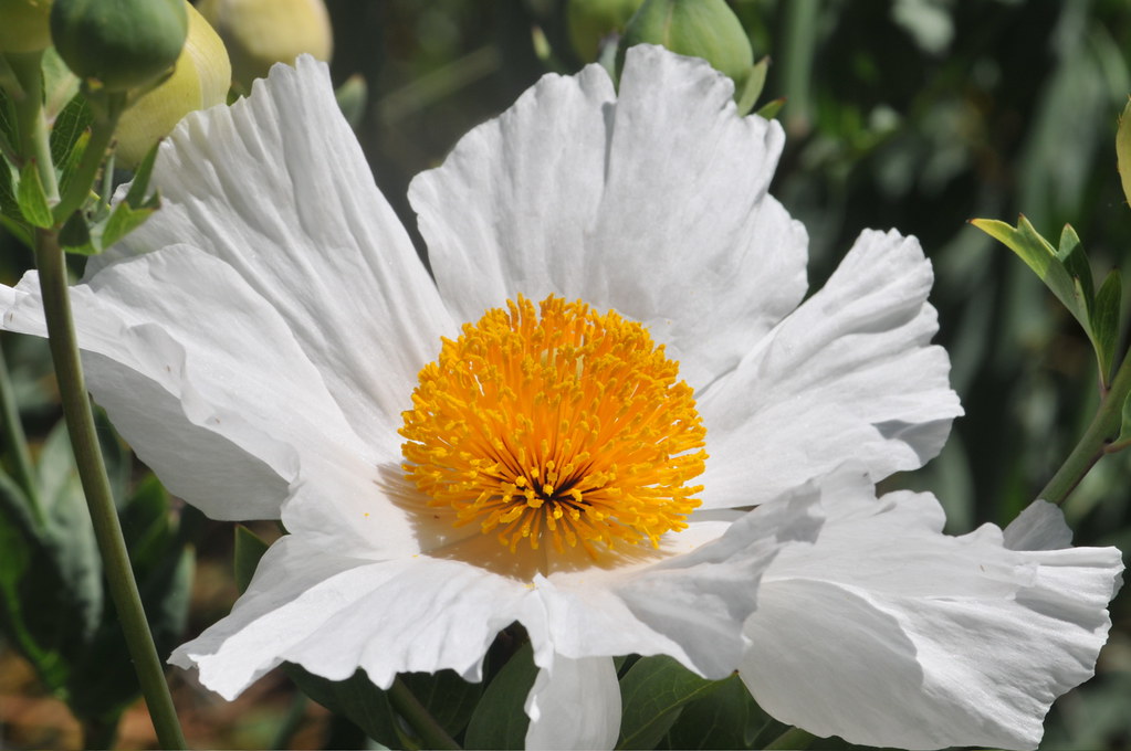 matilija poppy the "friedegg plant", native to southern C… Flickr