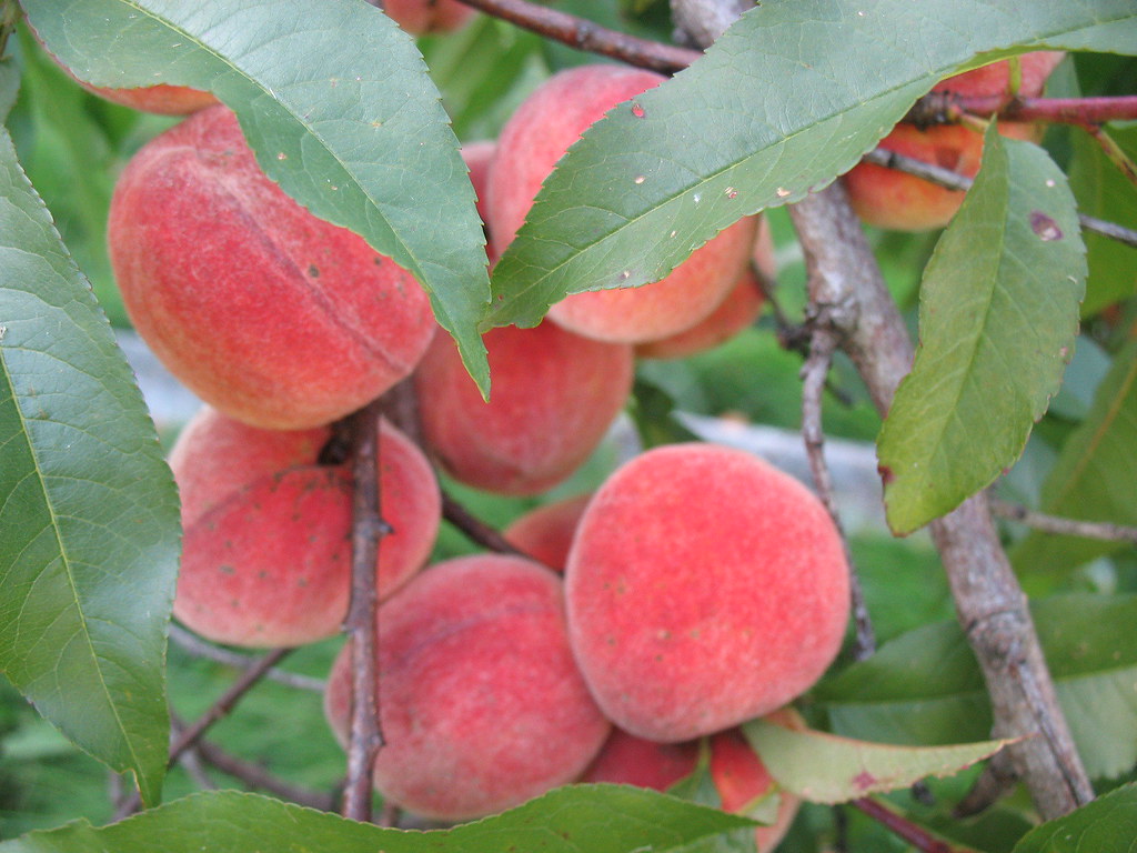 peach tree Beautiful peach tree, pretty much in our yard. … Flickr