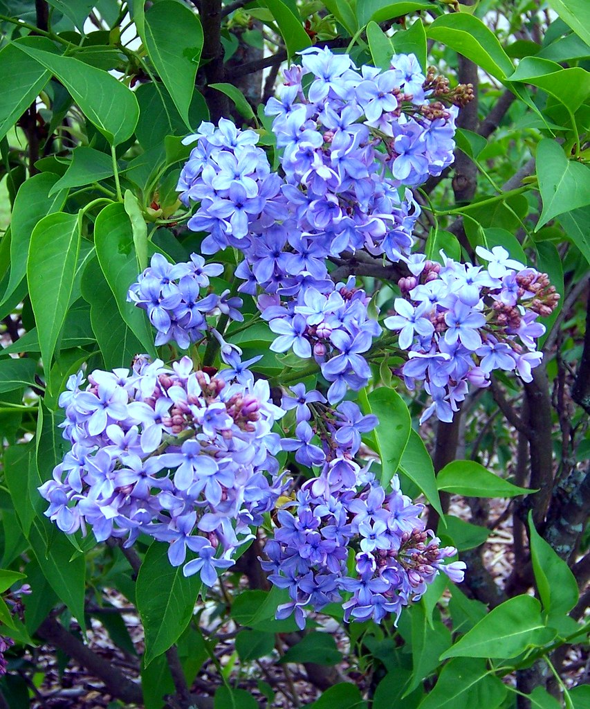 Blue Lilacs kd.swenson Flickr