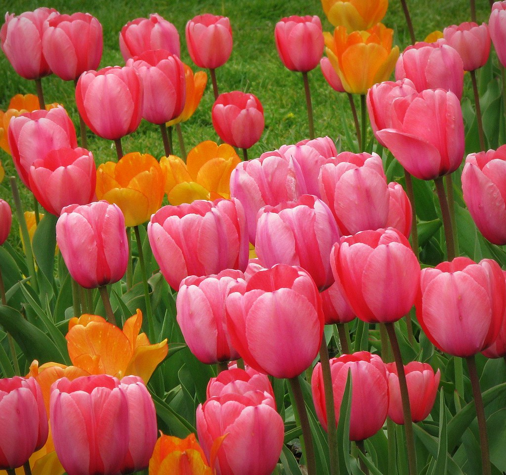 Tulips in Bloom Niagara Falls, Ontario Sandra Flickr