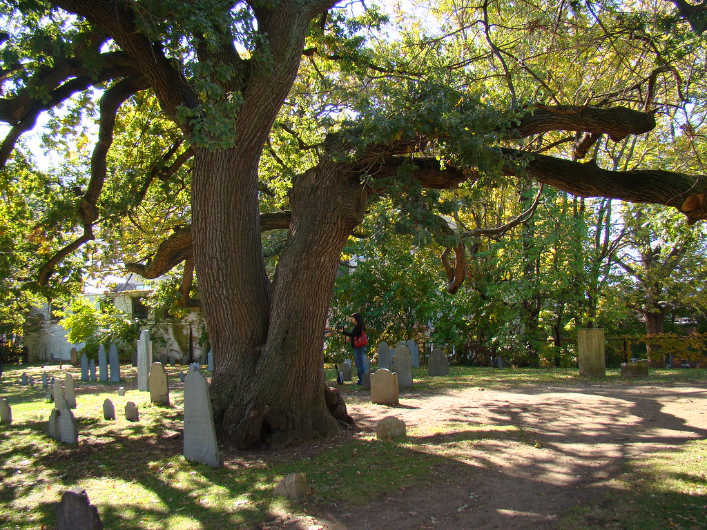 The Hanging Tree, Salem, MA Up to 8 People were hanged at … Flickr
