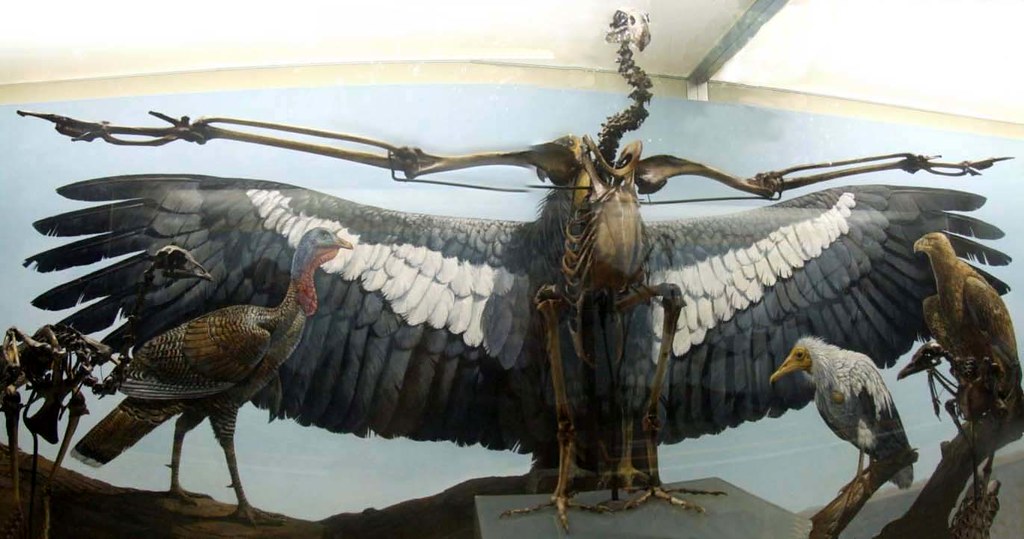 Ancestral California Condor A nearby sign reads This exti… Flickr