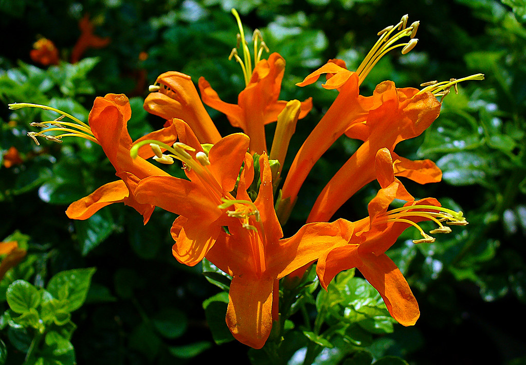 Cape Honeysuckle Capensis) in the Sunlight Flickr