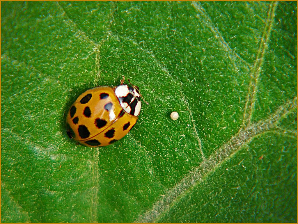 Ladybug Ladybug laying eggs on eggplant leaf deer4me Flickr