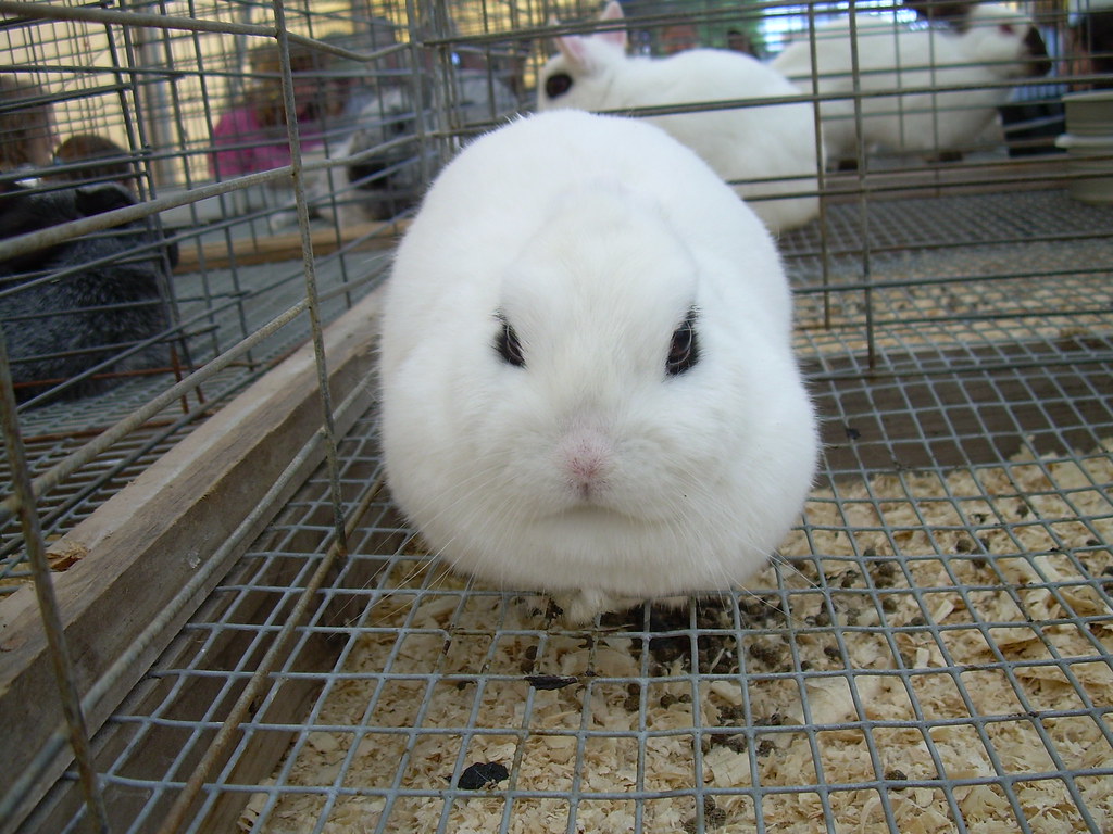 Ugly Rabbit (front view) Pete Prodoehl Flickr