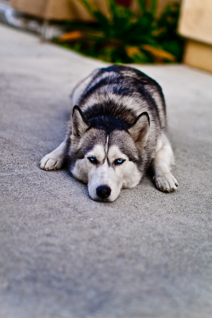 souki1 Our dog Souki. Half husky, half wolf. Isn't she