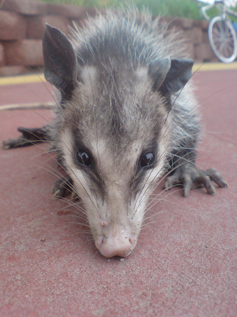 Tlacuache [Tlacuache] Didelphis virginiana es.wikipedia.or… Flickr