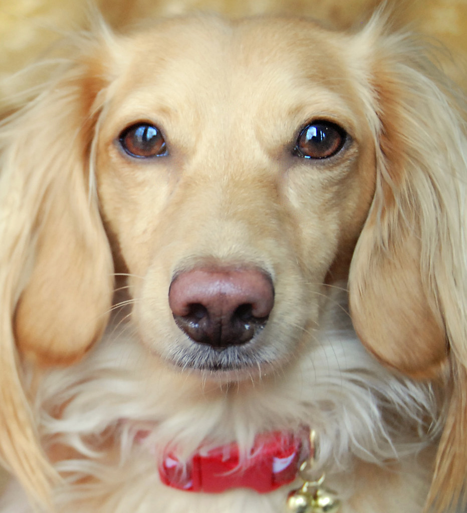 Honey, the blonde dachshund Wearing her Christmas jingle c… Flickr