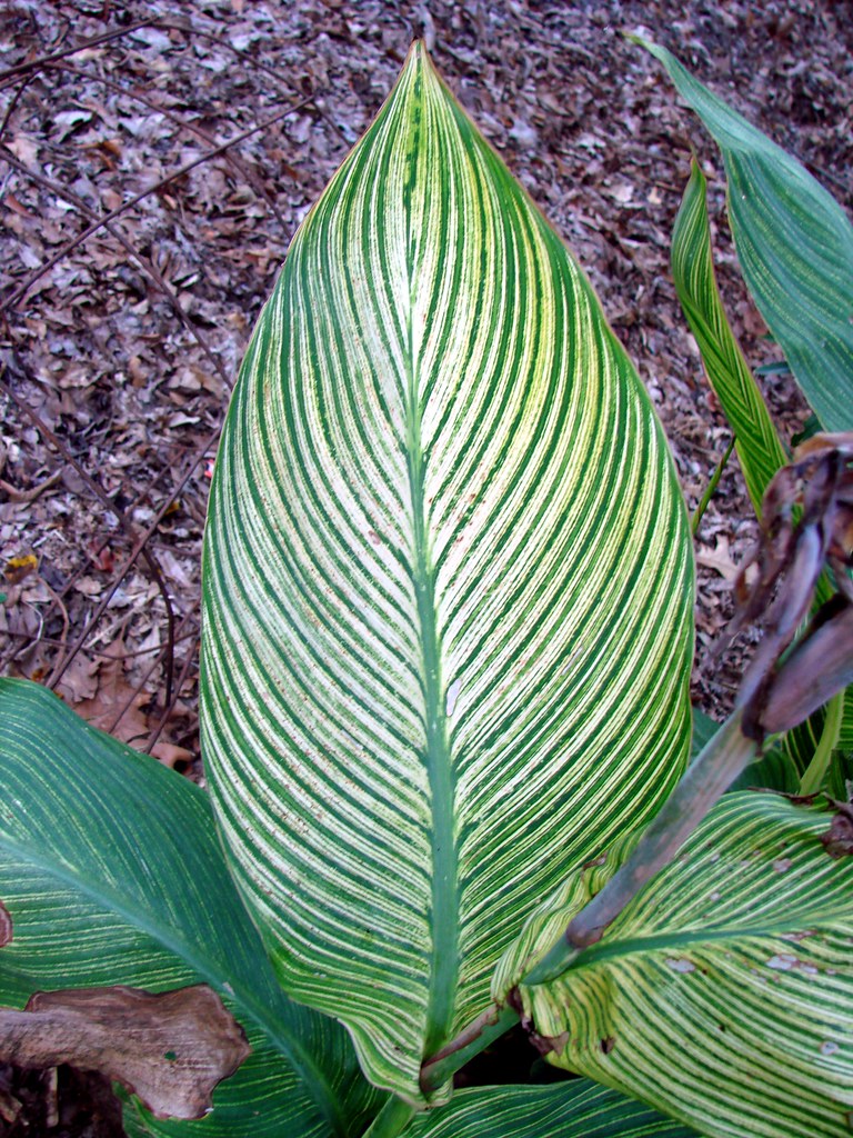 canna lily leaf, with stripes Well, this one has been in m… Flickr