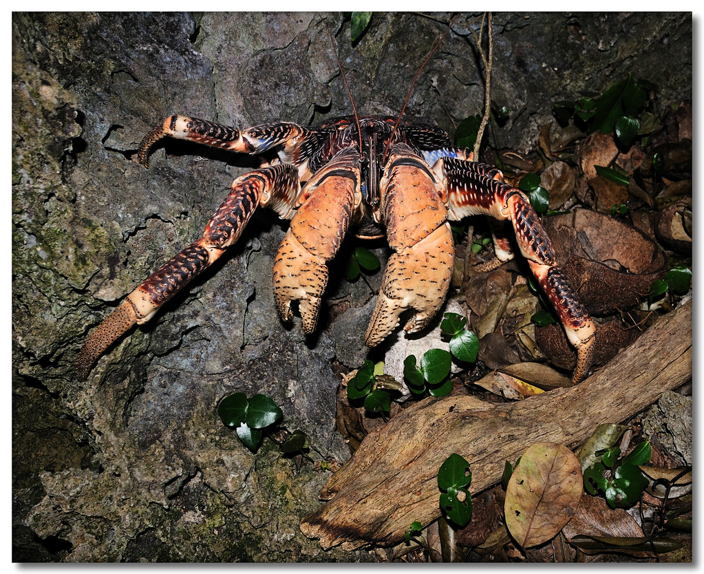 Coconut Crab Location Chumbe Island near Zanzibar. Note … Flickr