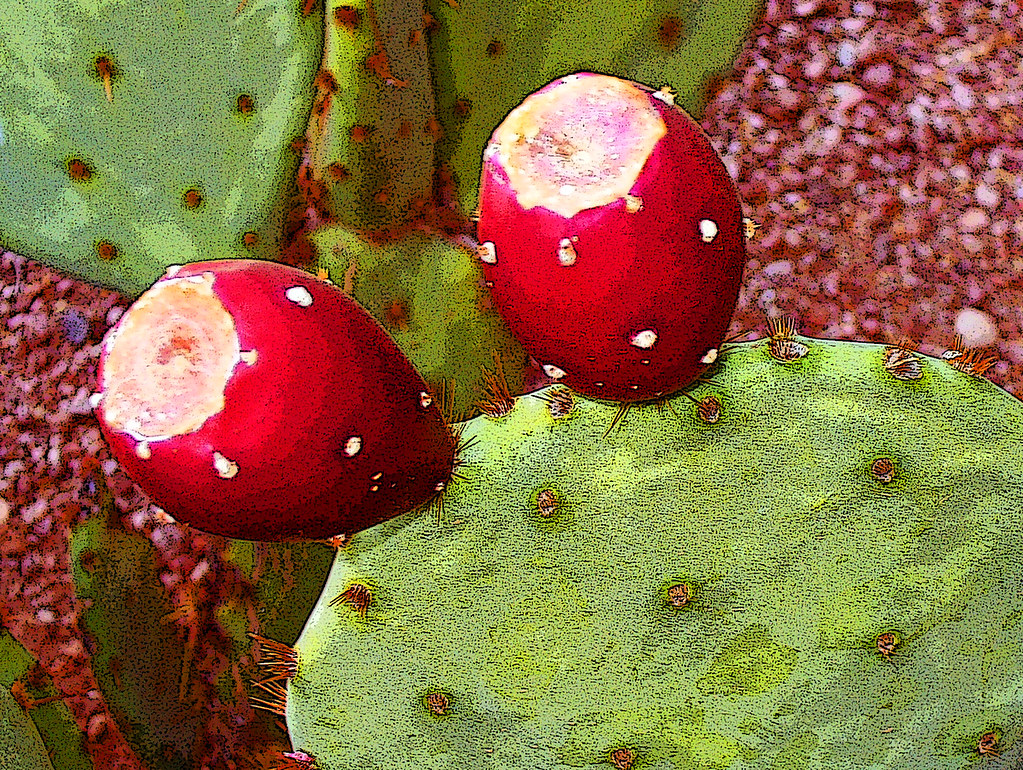 Prickly Pear Cactus Fruit (with Recipe) Prickly Pear Cactu… Flickr