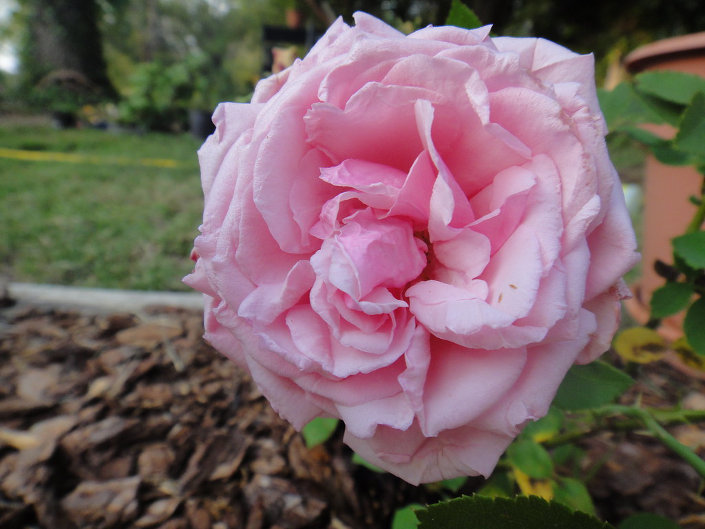 La France Rose First Hybrid Tea Rose 1867 Cynthia Crawley Flickr