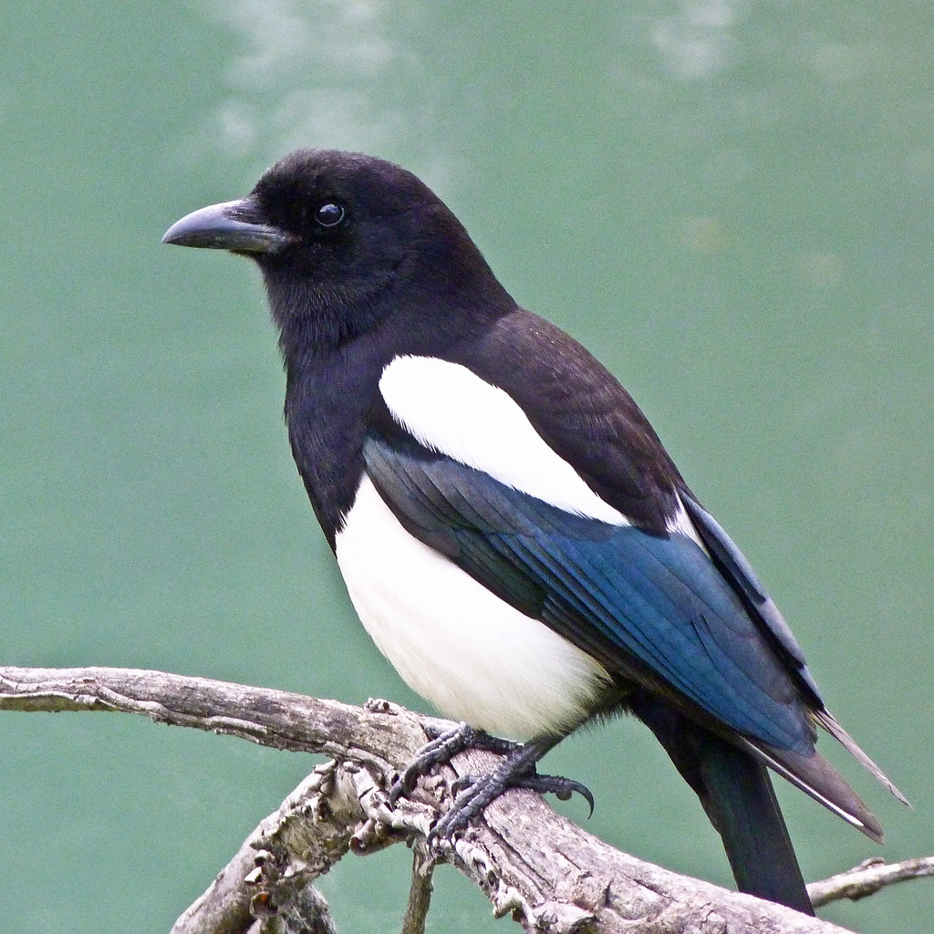 Blackbilled Magpie Though these birds look black and whit… Flickr