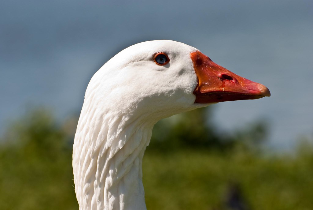 White Goose Up Close Spotted this afternoon while out clea… Flickr