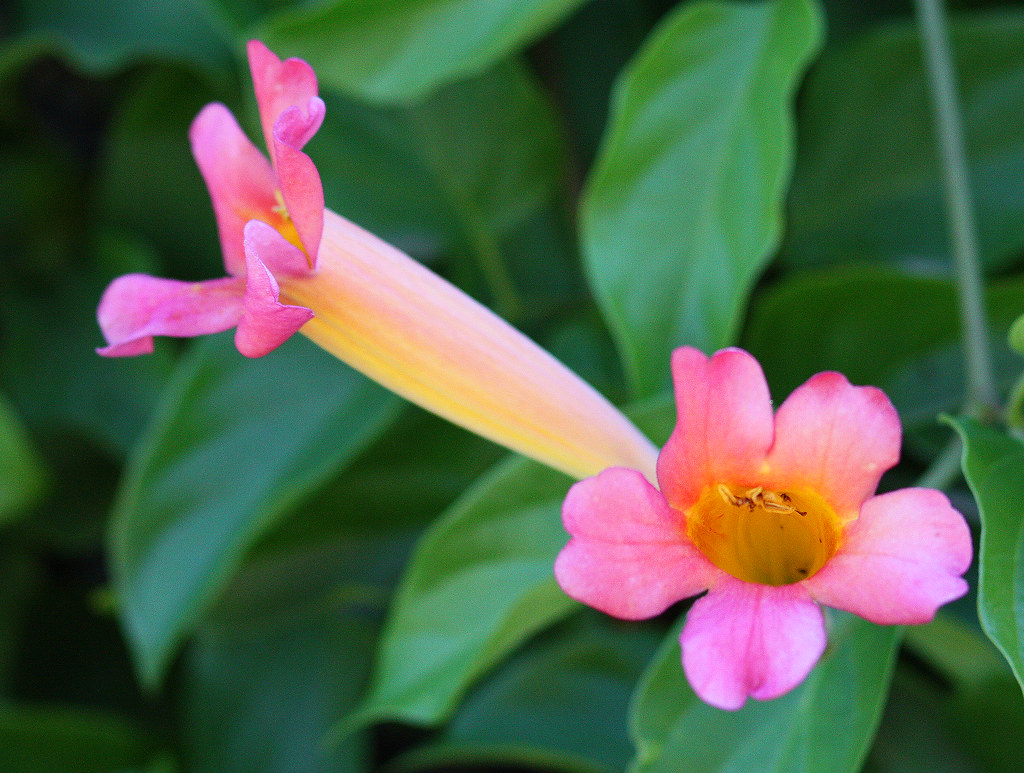 Pink Trumpet Flowers Chuck Flickr