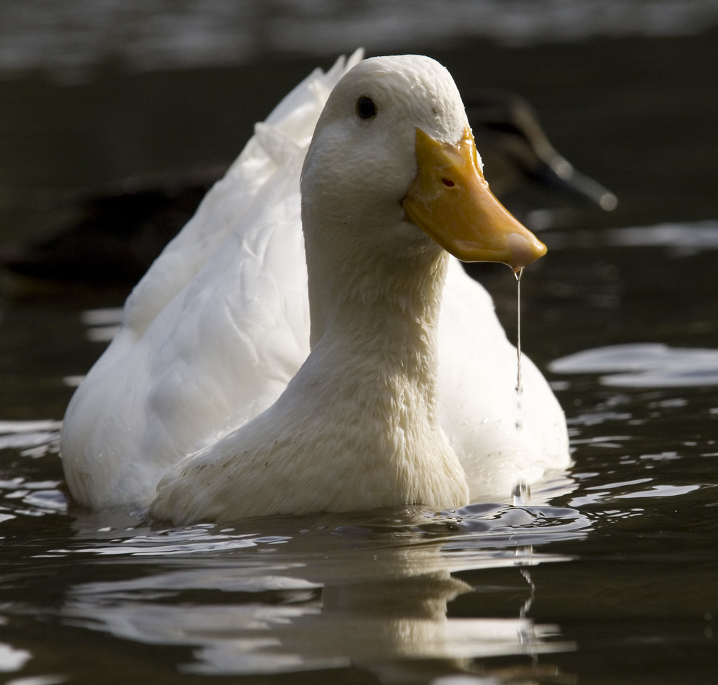 Drooling Duck He's seen the bread....better give him a
