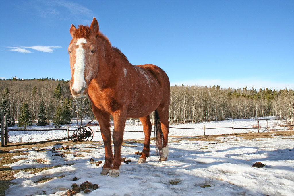 Homeplace Ranch in Alberta, Canada A paradise for horselo… Flickr