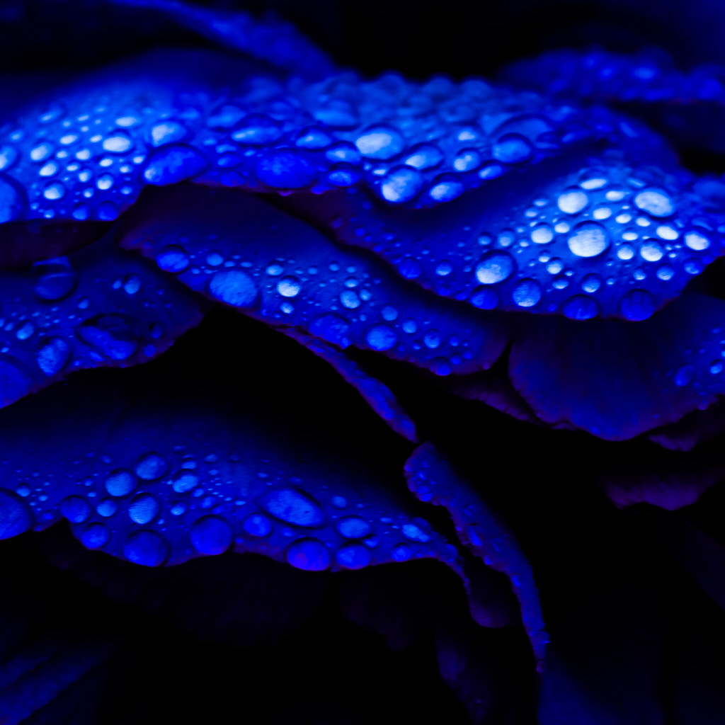 Blue The modern English word blue comes from the Middle