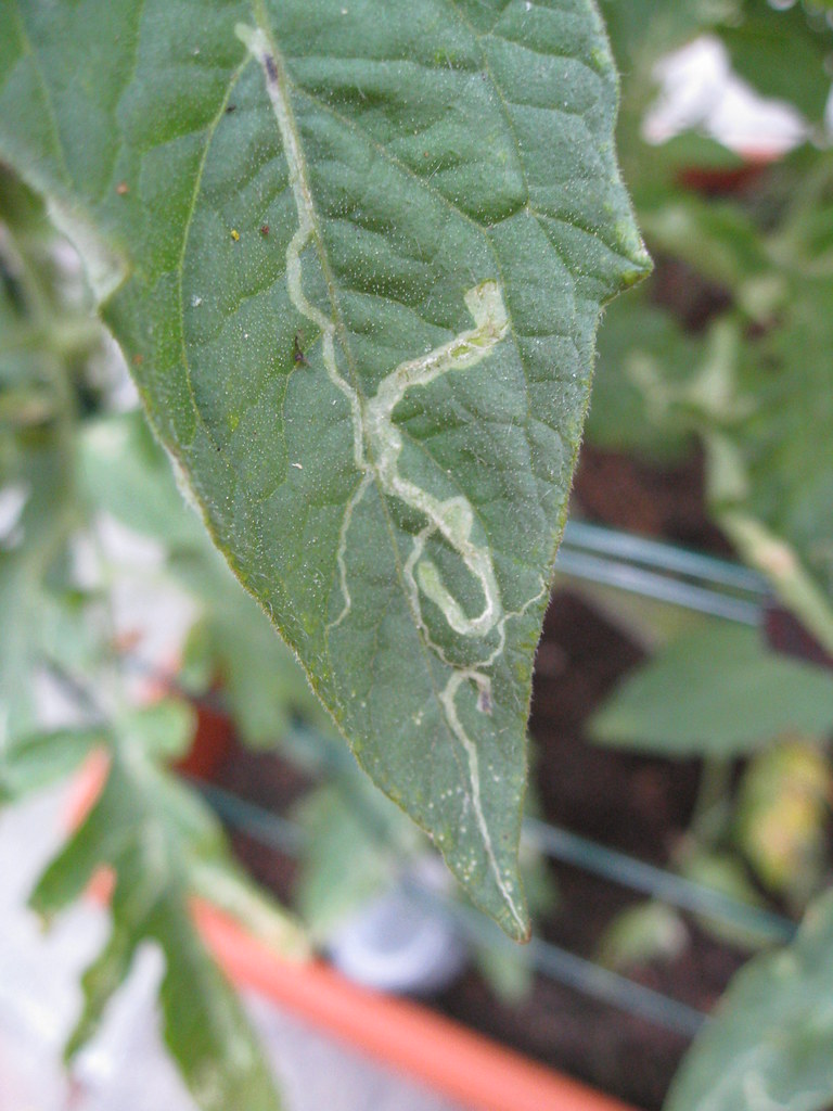 Leaf miners on tomato plant Gardening Solutions Flickr