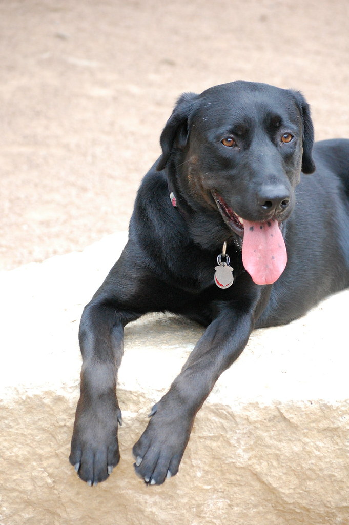 Rock dog his name was Rocky before. Hmmm jumping lab Flickr