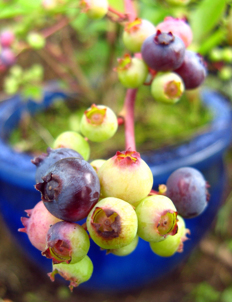 Blueberries (Top Hat) Ely, Cambridgeshire Dave Gunn Flickr