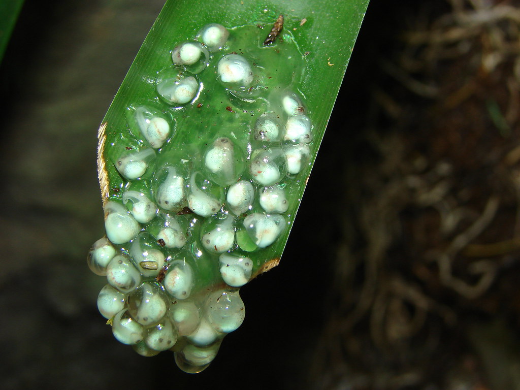 Tree frog eggs The eggs are lain on the leaves and slide d… Flickr