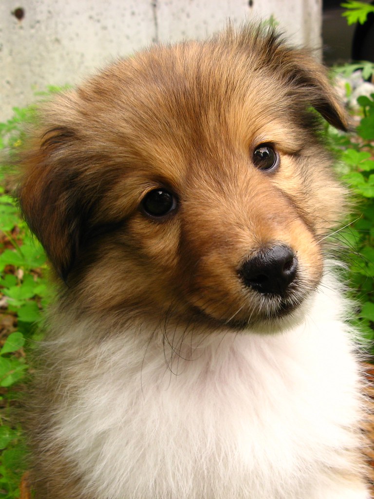 1768 sheltie pup 2 These Shetland Sheepdog puppies were te… Flickr