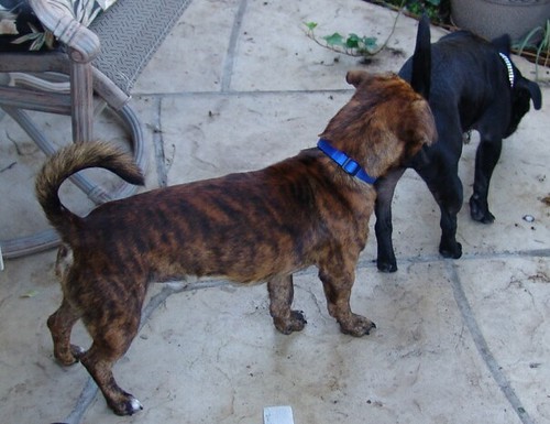 ! brindle & bijou 3 This cutie was billed as a "brindle