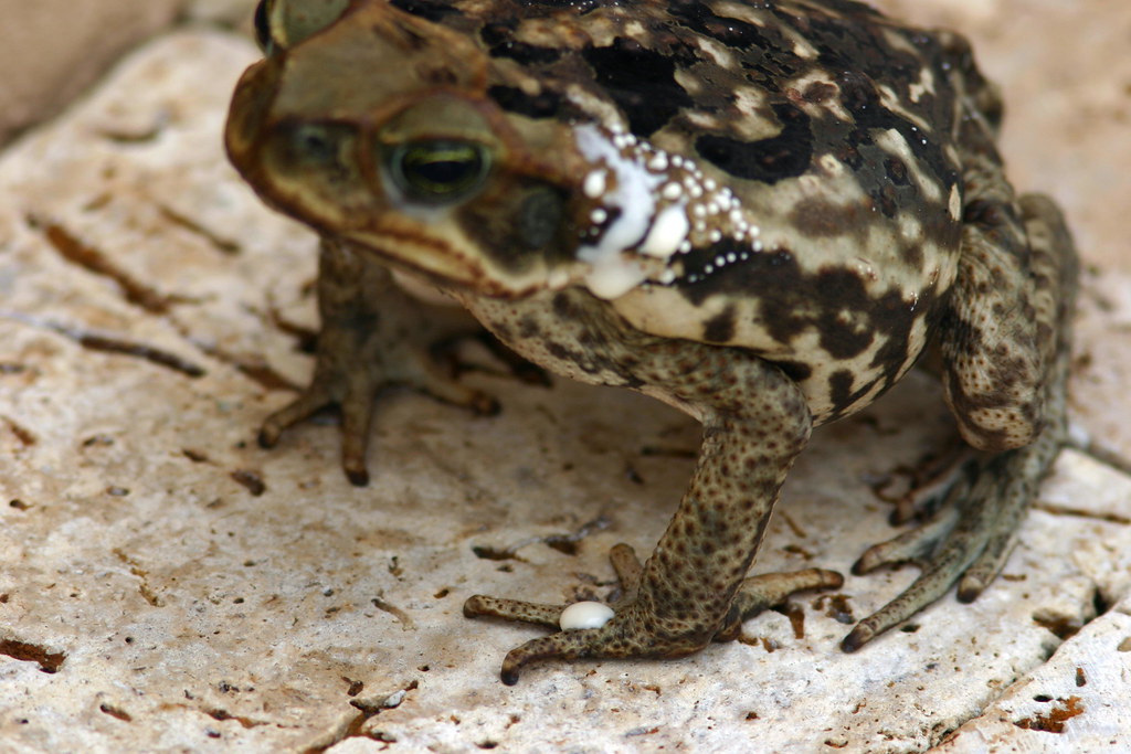 Cane Toad 5 Poison is dripping on its foot. When threatene… Flickr