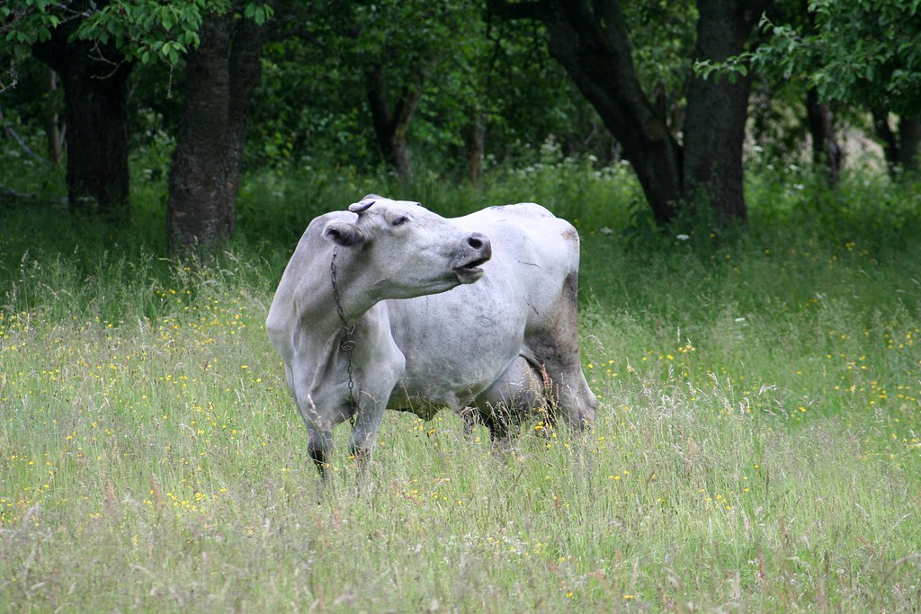 zilā govs blue cow in jurkalne siggi mus Flickr