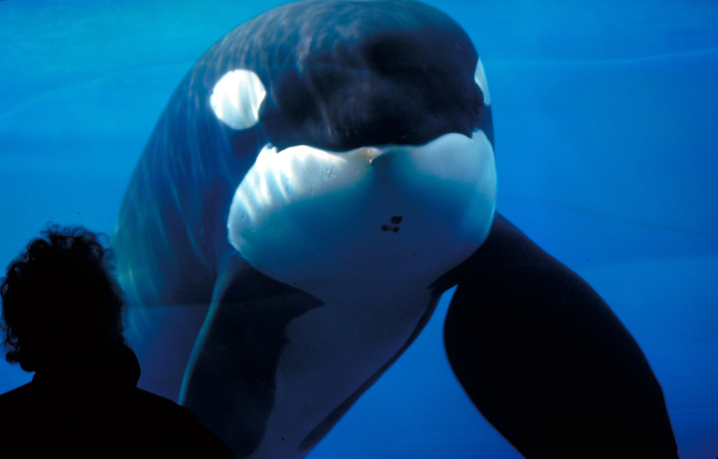 Keiko the killer whale Newport Oregon Aquariaum Flickr