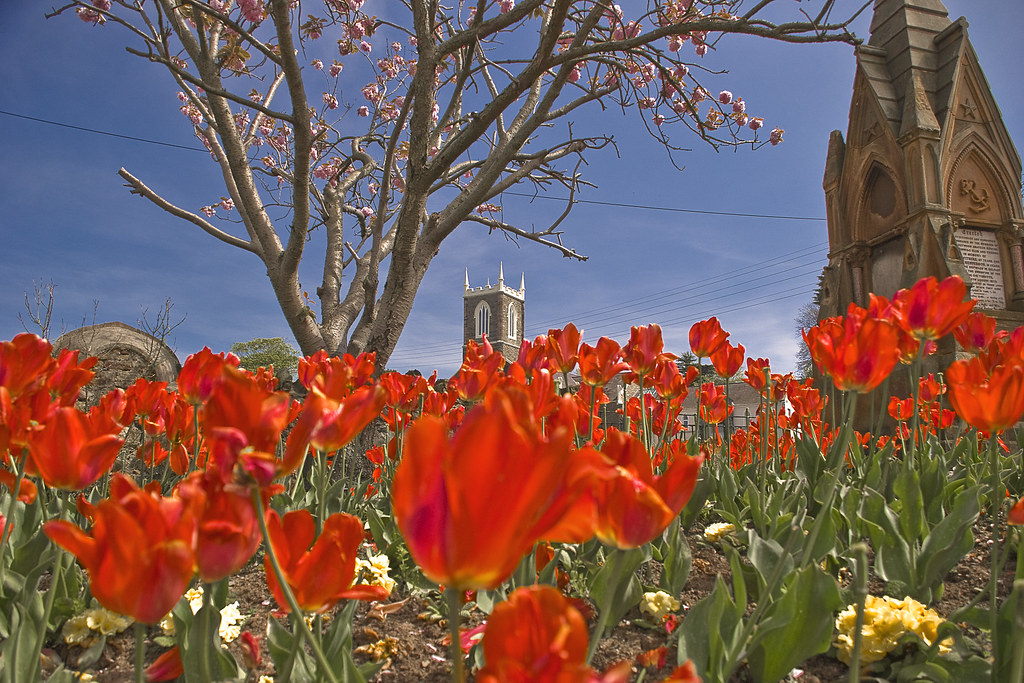 May Day Flowers, Northern Ireland A field of flow… Flickr
