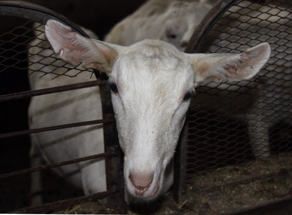 Earnotched goat Susan S. Flickr