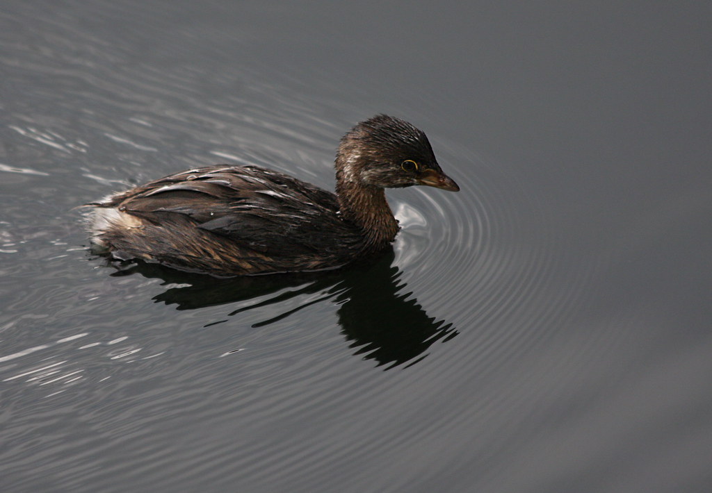 Baby cormorant? Not too sure what this little fellow is bu… Flickr