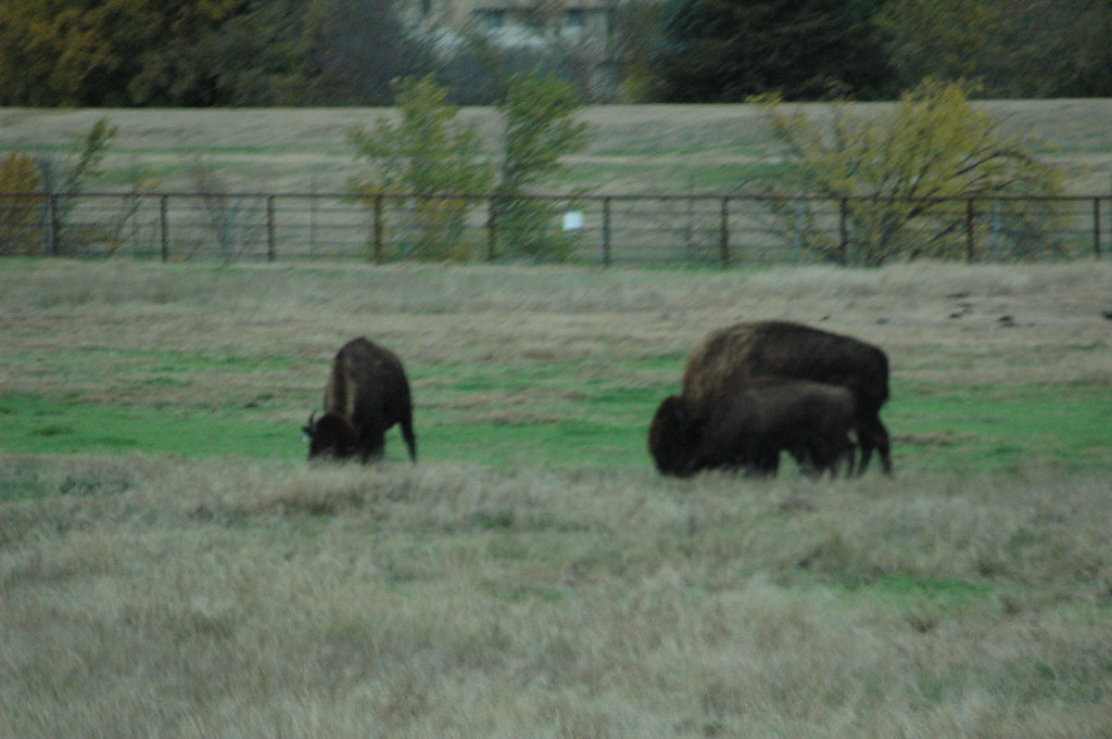 Hays Kansas town buffalo herd Hays Kansas town buffalo her… Flickr