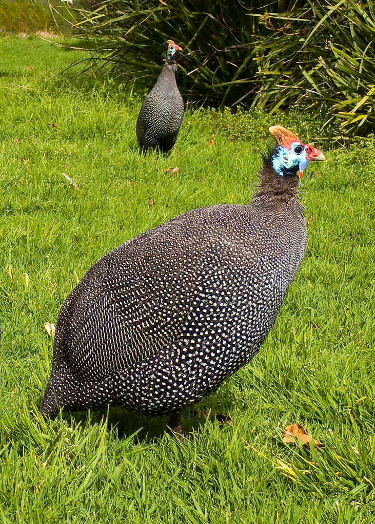 Guinea Fowl Kirstenbosch Guinea Fowl at Kirstenbosch