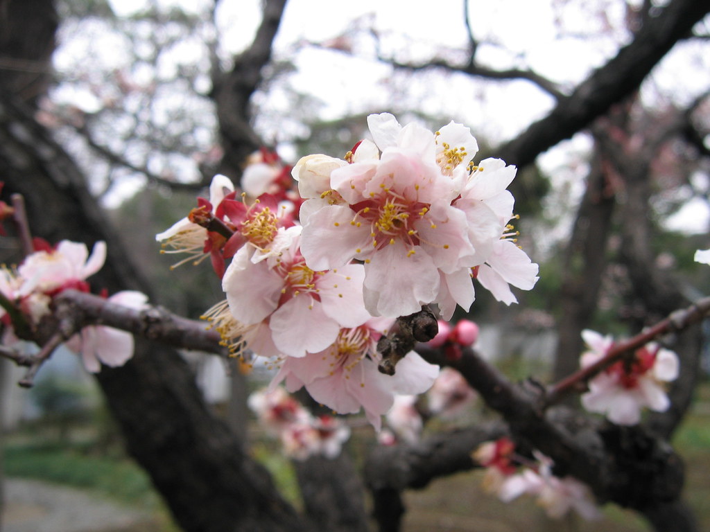 White Plum of Ryodaishi An ume tree (Japanese plum) just i… Flickr