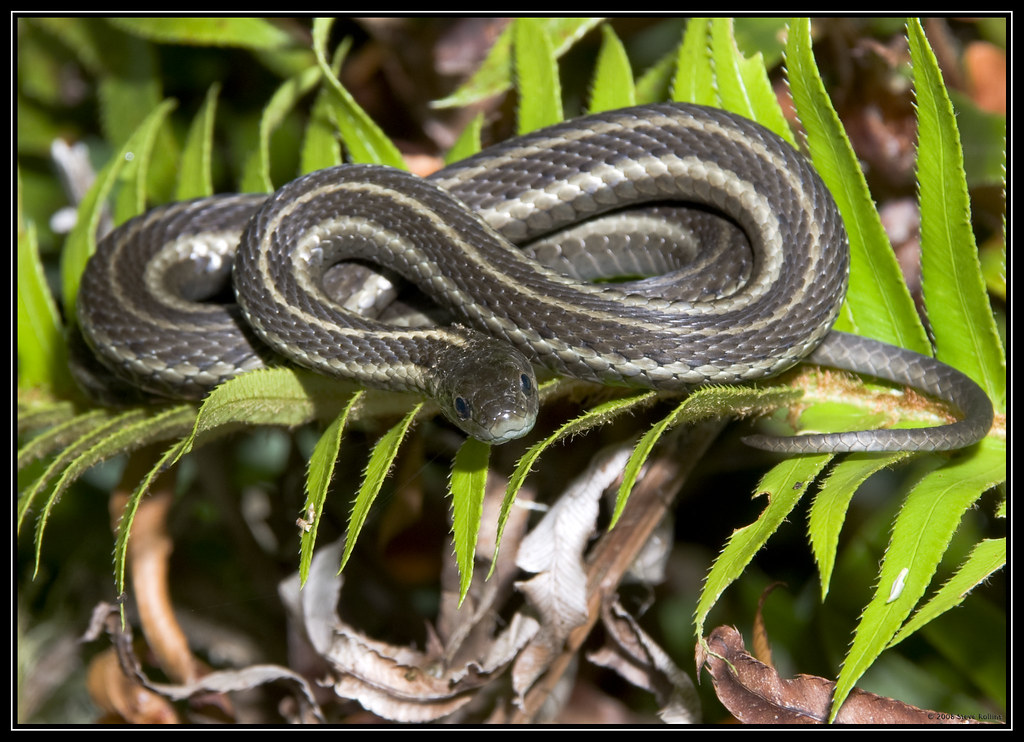 Forest Snake A snake sunning itself on a sword fern in the… Flickr