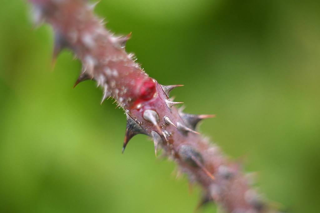 Rose thorns, Fall foliage at Muir Park w old M42 lens and … Flickr