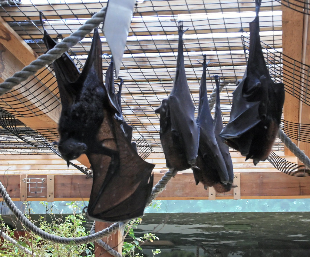 Fruit bats Fruit bats hanging upside down. This is their r… Flickr