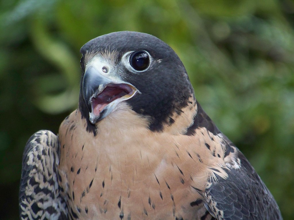 Falco Peregrinus Avenefica Falcon Symbolic Meaning found… Flickr