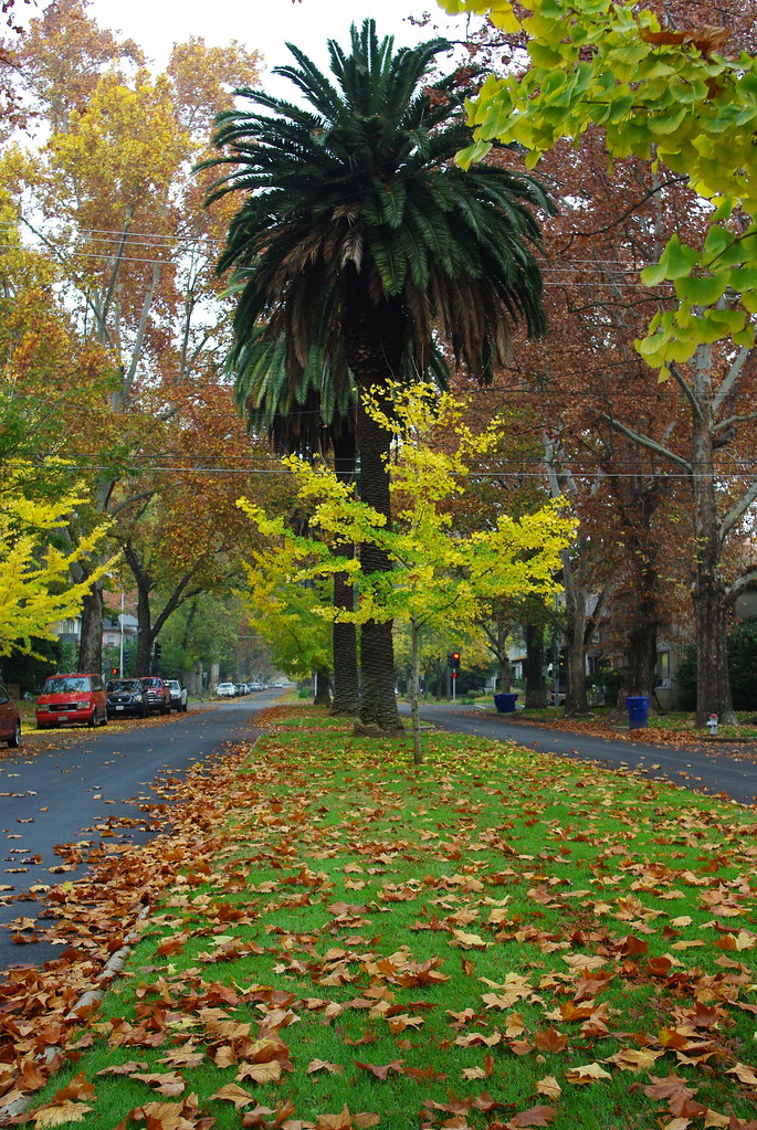 Midtown Sacramento Fall leaves and palm trees are an unusu… Flickr