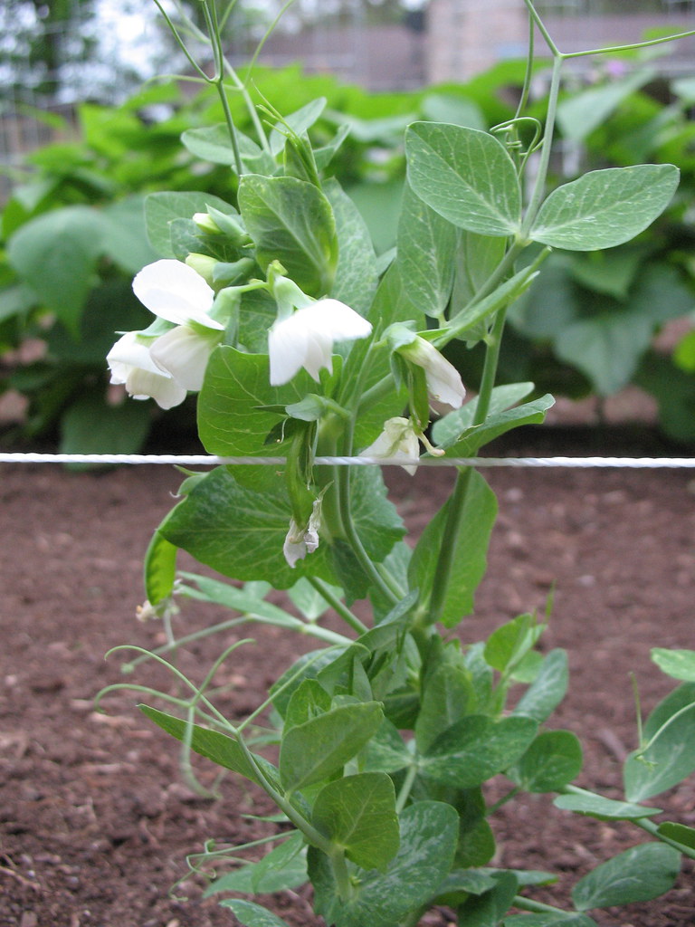 Snow Pea Plant Come to find out I planted these almost a m… Flickr