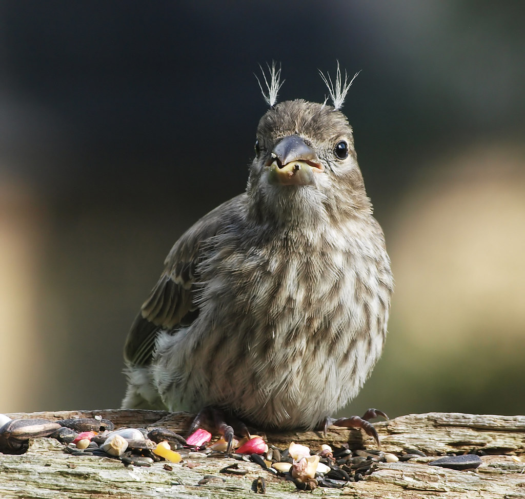 Bad Hair Day! (Juvenile House Finch) This little female ho… Flickr