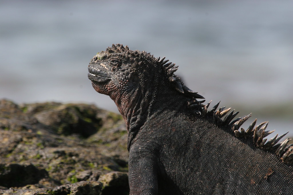 Marine iguana in Galapagos Taken on a Habitat for
