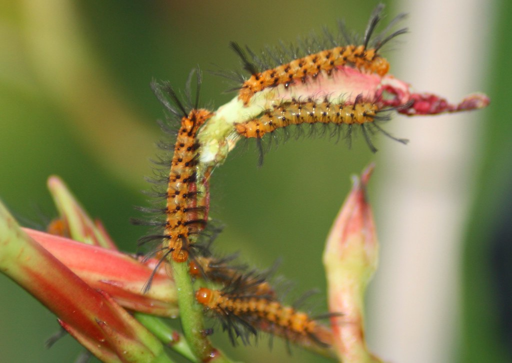 Oleander caterpillar The Oleander caterpillar is the most … Flickr
