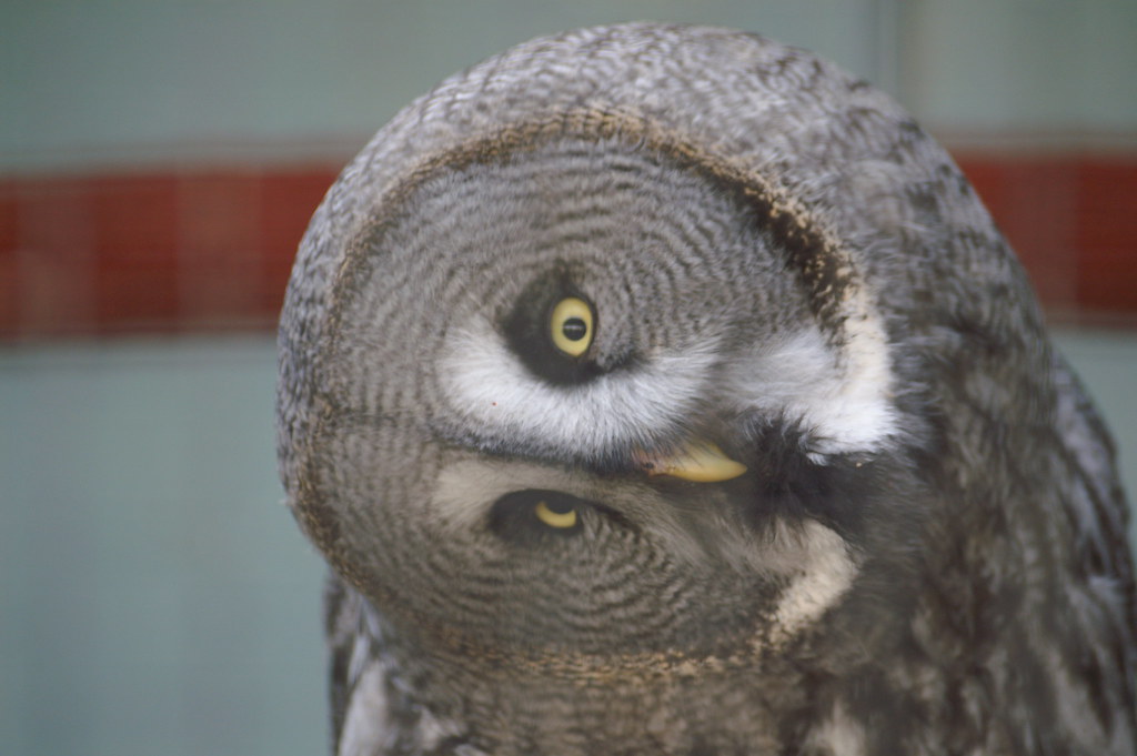 Great Grey Owl turning head Phil Wilkins Flickr