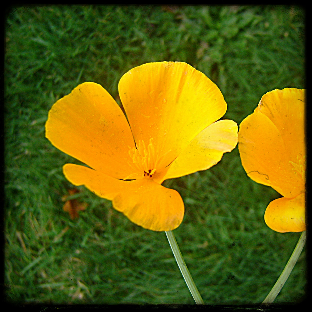 yellow flower yellow flower,black border niqueallen Flickr